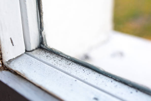 Trusted Yountville, CA Mold Removal Experts