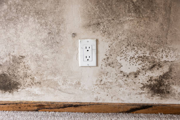 Best Mold Removal for HVAC Installations  in Yountville, CA