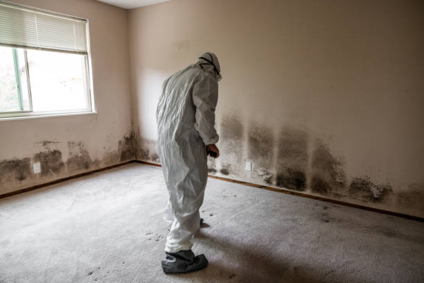 Best Post-Construction Mold Inspection  in Yountville, CA