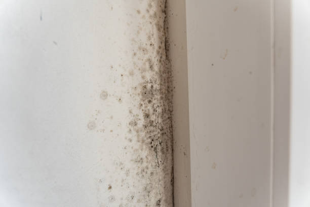 Best Water Damage & Mold Remediation  in Yountville, CA